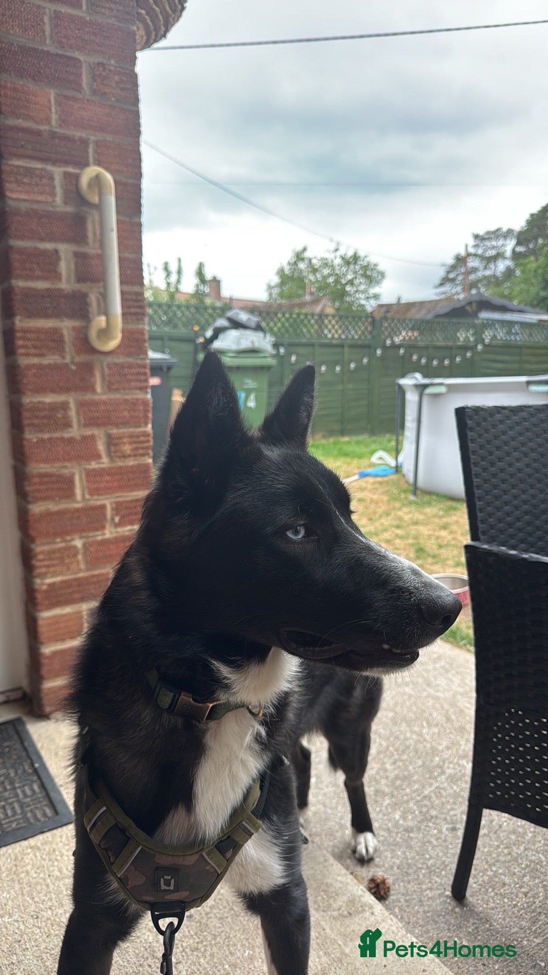 Mixed Breed dogs for sale: Hunter  - Advert 2