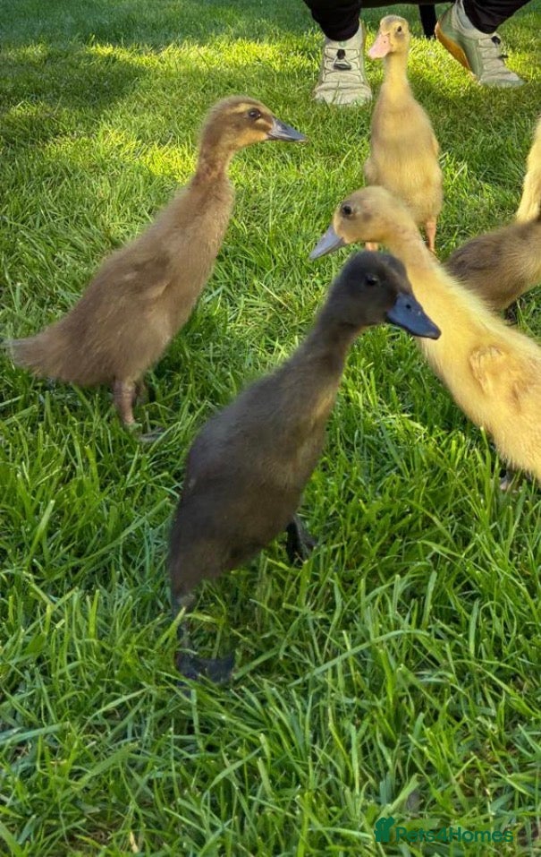 Ducks poultry Ducklings X Indian Runners  Sexed  - Advert 11
