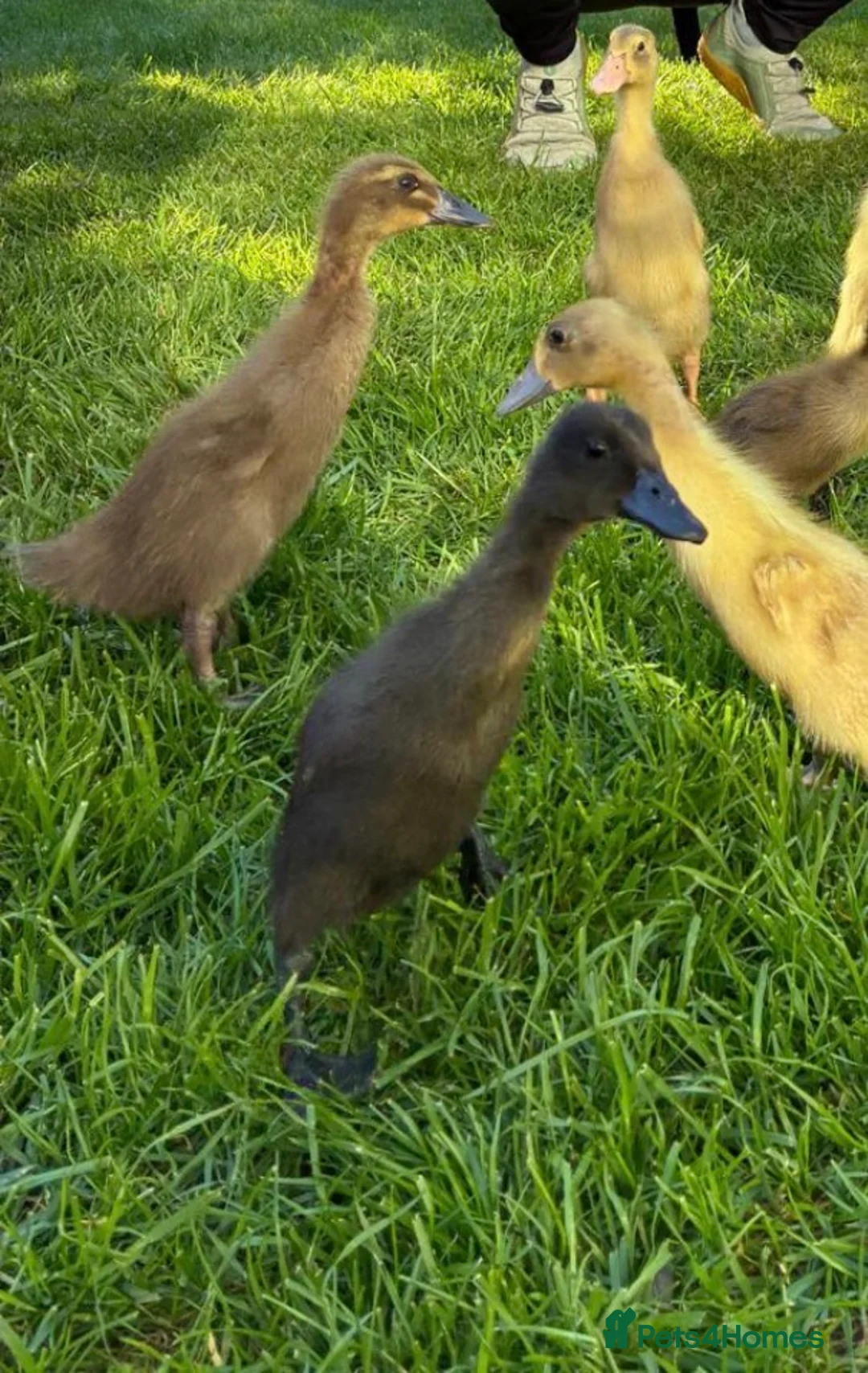 Ducks poultry for sale: Ducklings X Indian Runners  Sexed  - Advert 1
