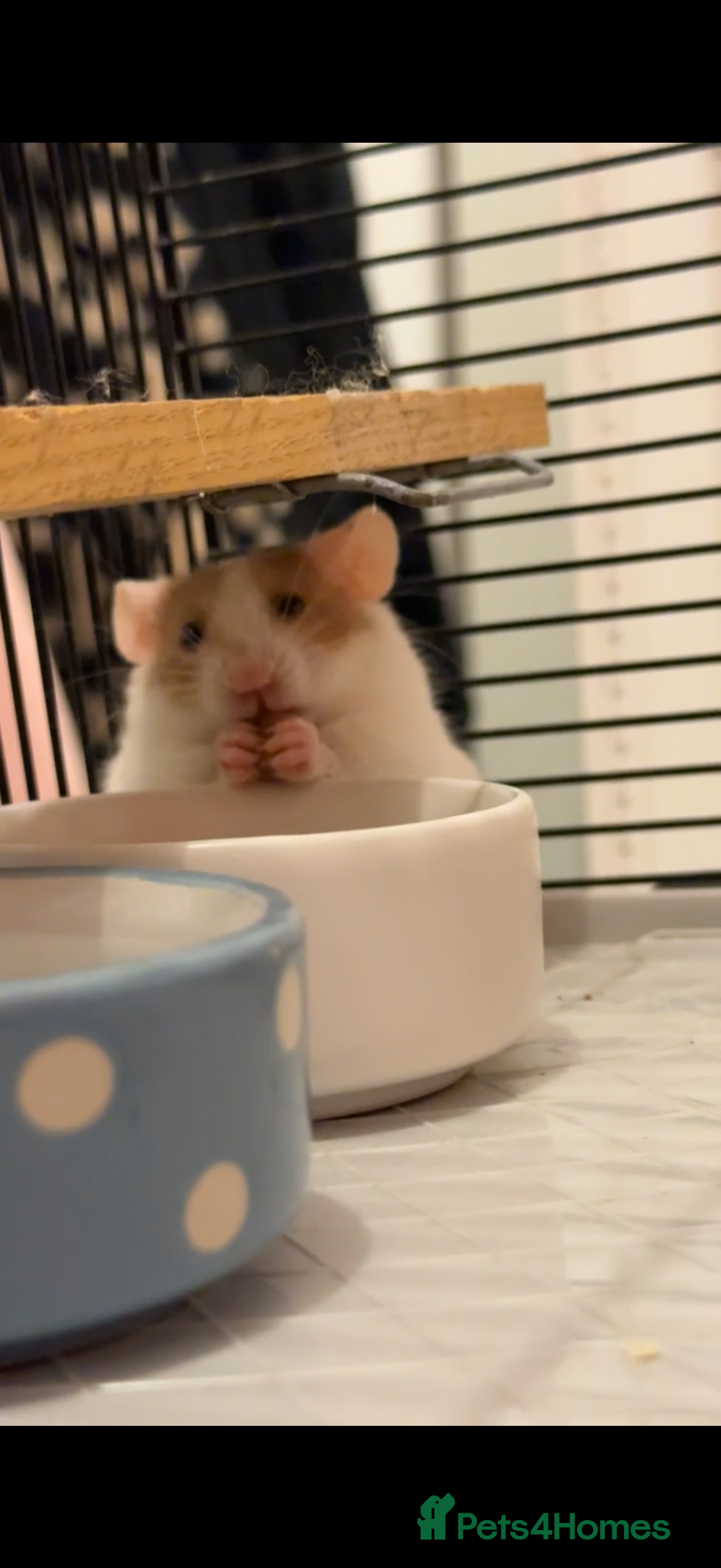 Hamster rodents Male Syrian hamster  - Advert 12