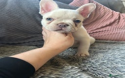 French Bulldog dogs for sale: DWKC registered French bulldog puppies  - Image 4