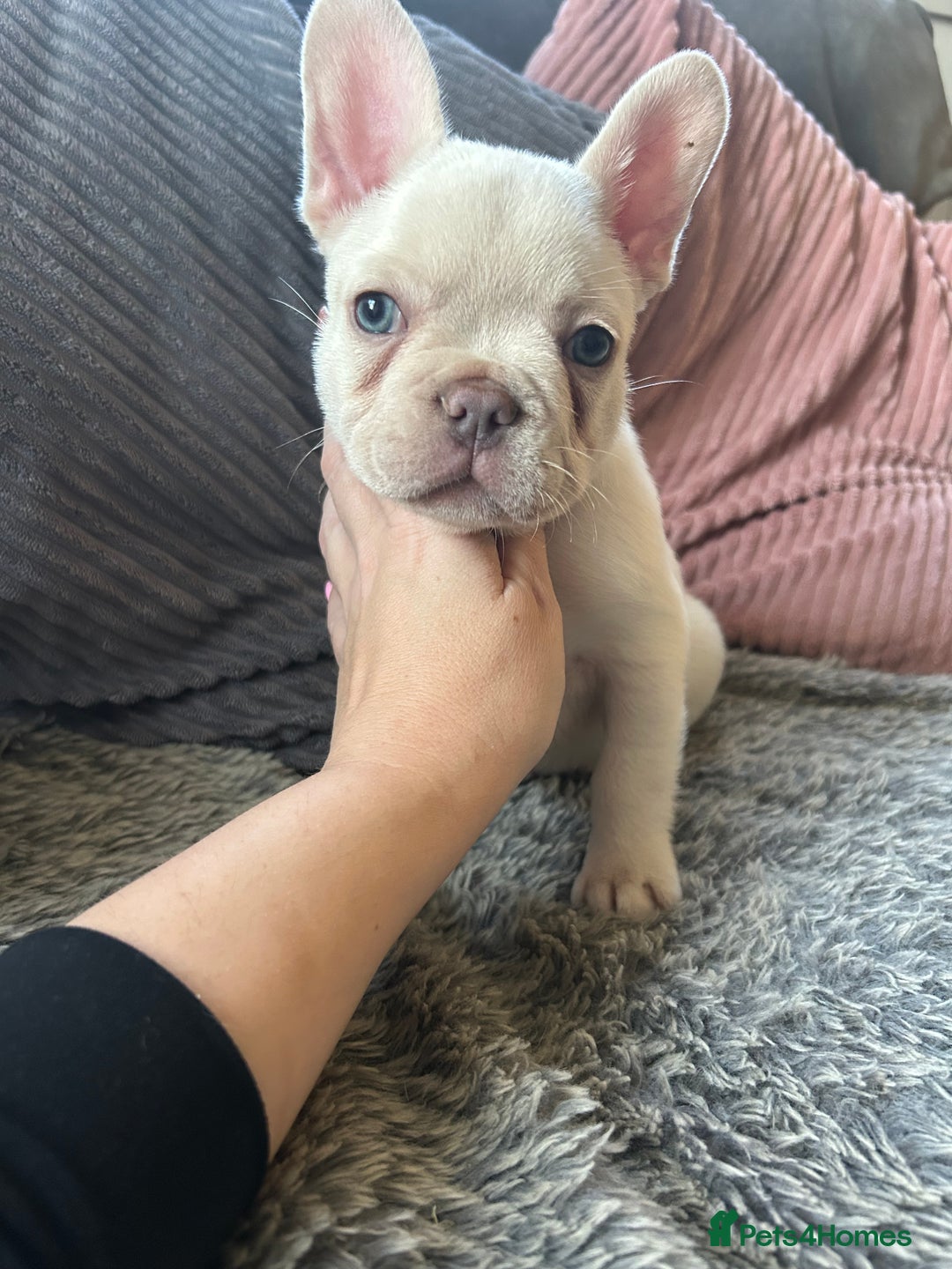 French Bulldog dogs for sale: DWKC registered French bulldog puppies  - Image 4