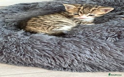 Mixed Breed cats for sale: One tabby boy left - Image 9