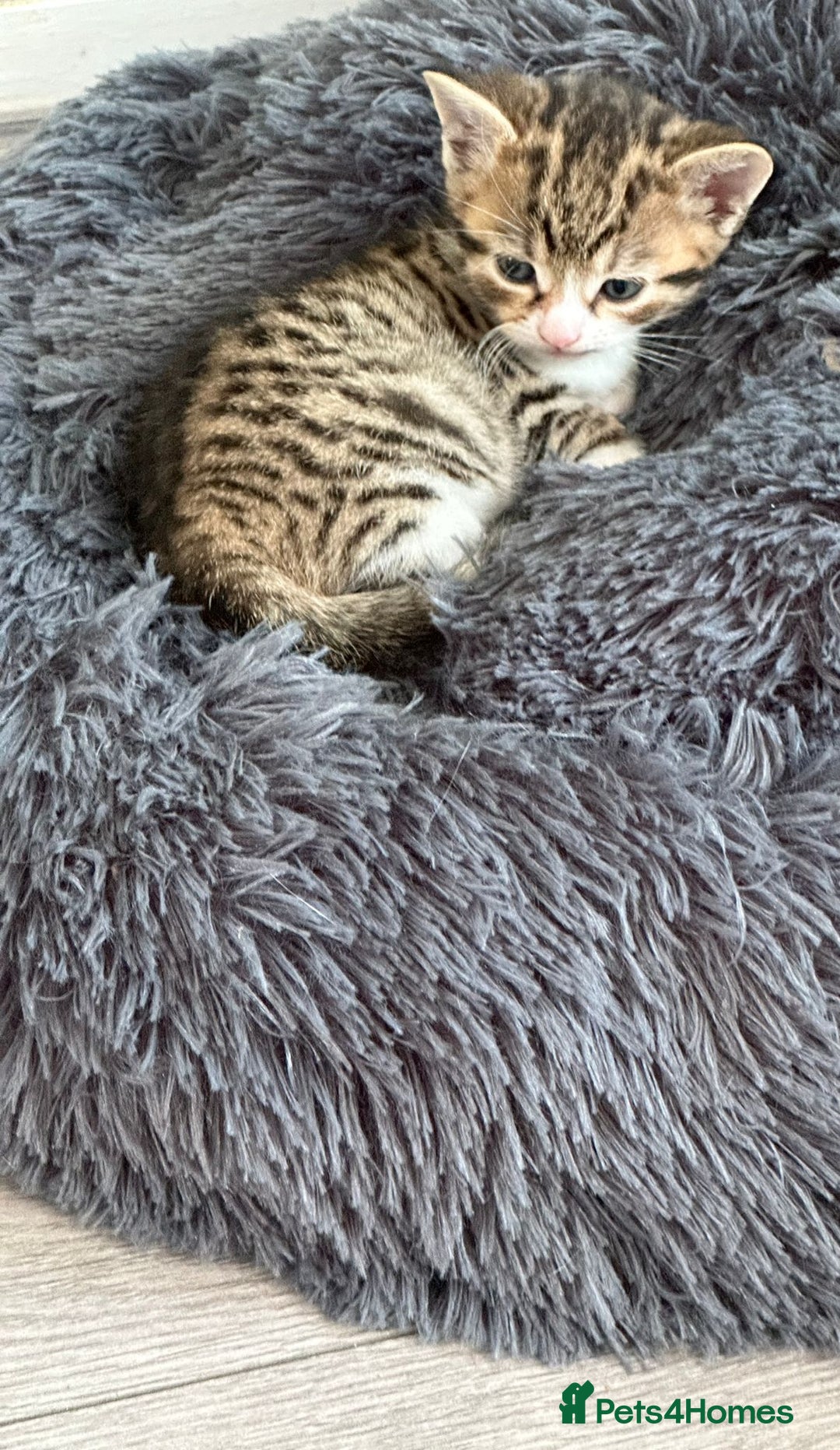 Mixed Breed cats for sale: One tabby boy left - Image 9