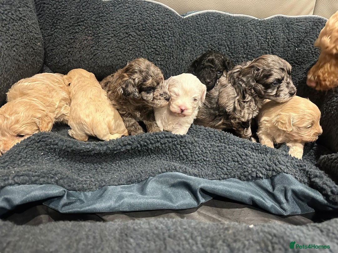 Maltipoo dogs for sale: Maltipoo puppies  - Advert 2