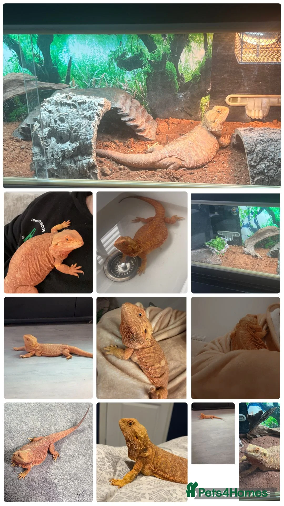 Bearded Dragon reptiles for sale: 5YO female bearded dragon - Advert 1