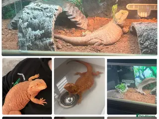 Bearded Dragon reptiles 5YO female bearded dragon - Advert 1