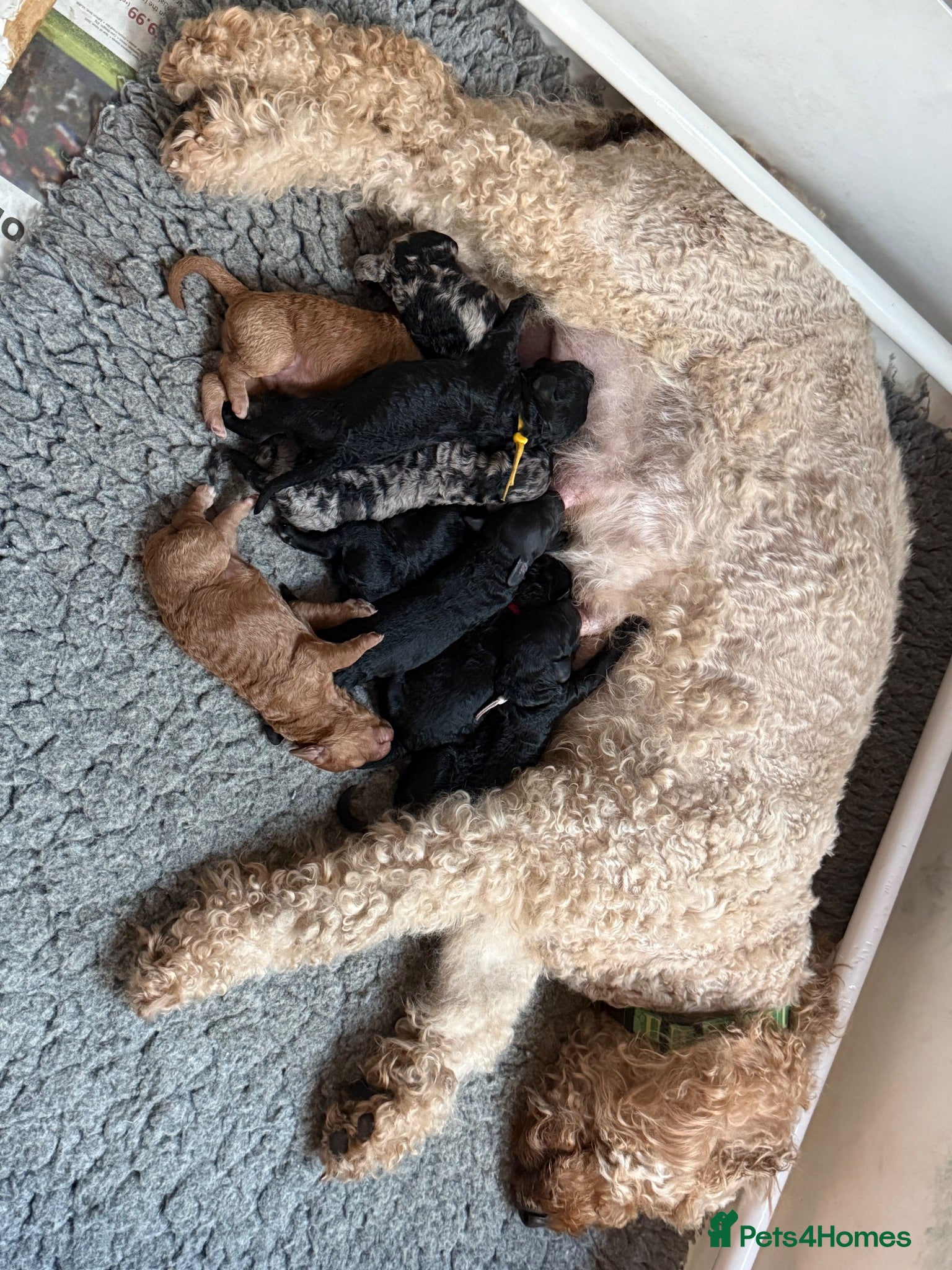 Labradoodle dogs Our Therapy Dog has had a gorgeous litter - Advert 1
