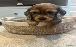 Miniature Dachshund dogs for sale: Beautiful miniature dachshunds L/H+S/H - Image 1
