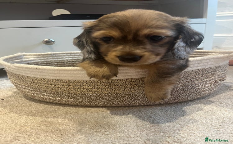 Miniature Dachshund dogs - Advert 6