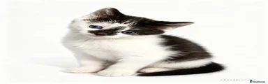 Male Kitten Black & White