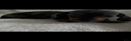 Dachshund dogs for sale: Home Reared Miniature Dachsund Puppies - Advert 13