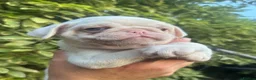 Pug dogs for sale: Prestige Pink Pug Puppies KC reg. Ready to leave - Advert 19