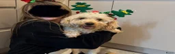 Cockapoo dogs for sale: 🧬 Gorgeous Cockapoo Puppies 🧬 Health Tested - Advert 9
