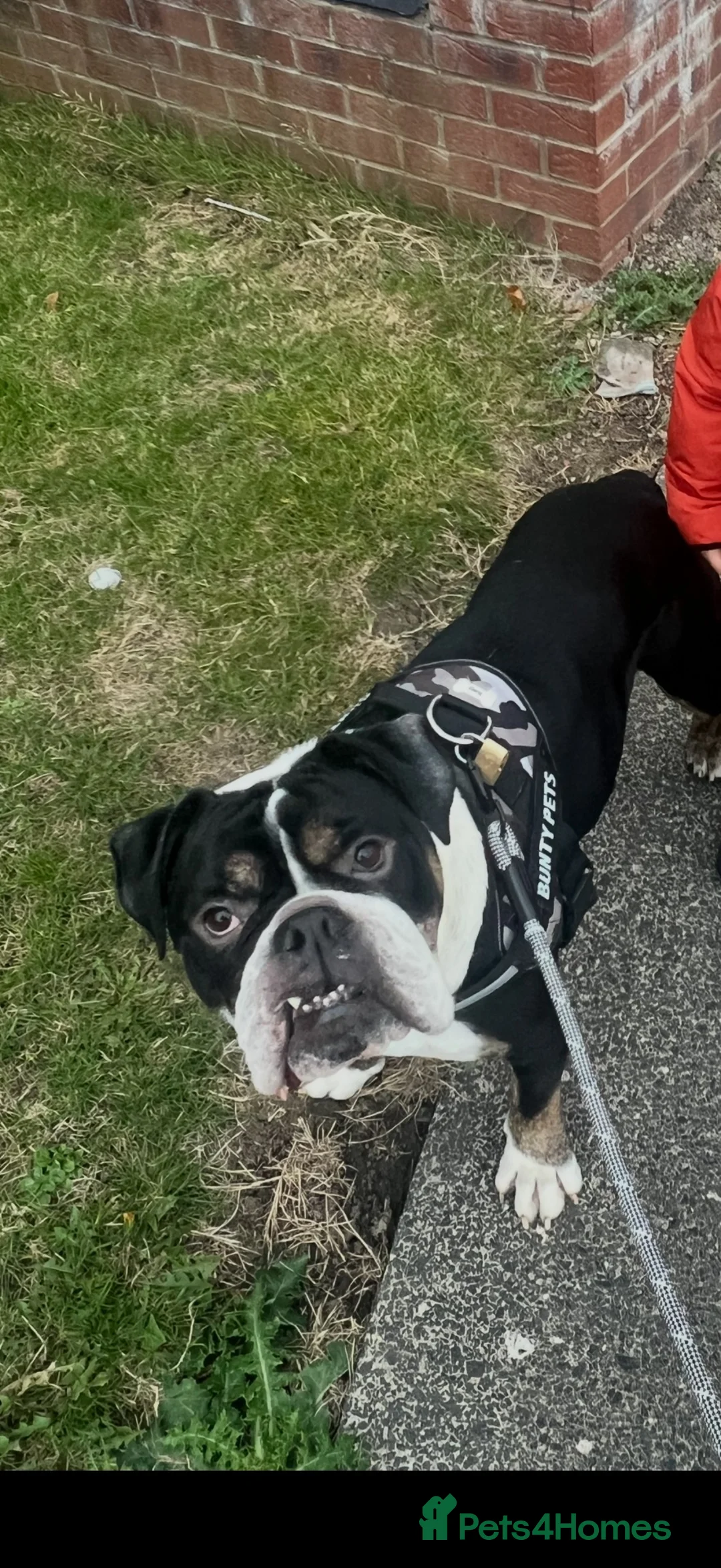 English Bulldog dogs for sale: English bulldog  in Sunderland - Advert 5
