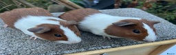 Guinea Pig rodents for sale: Pair of red Dutch sisters  - Advert 6