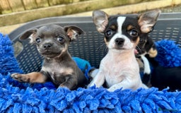 Chihuahua dogs for sale: Adorable blue chihuahua puppy ready now - Image 3
