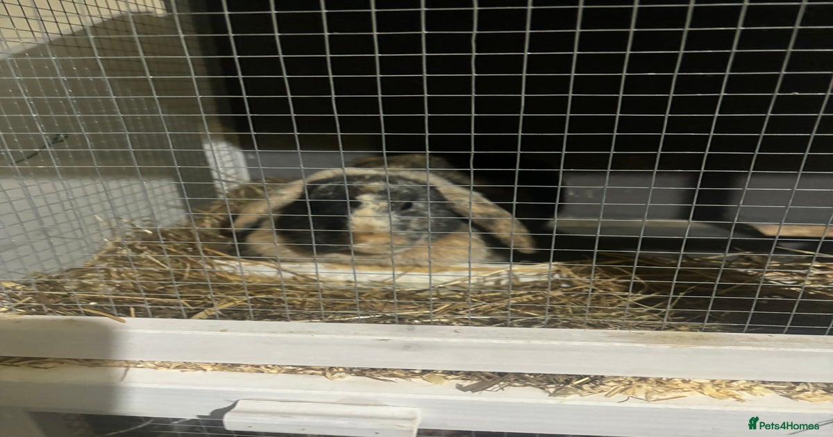 1x male rabbit for sale- FREE!! for sale in Ashford | Pets4Homes