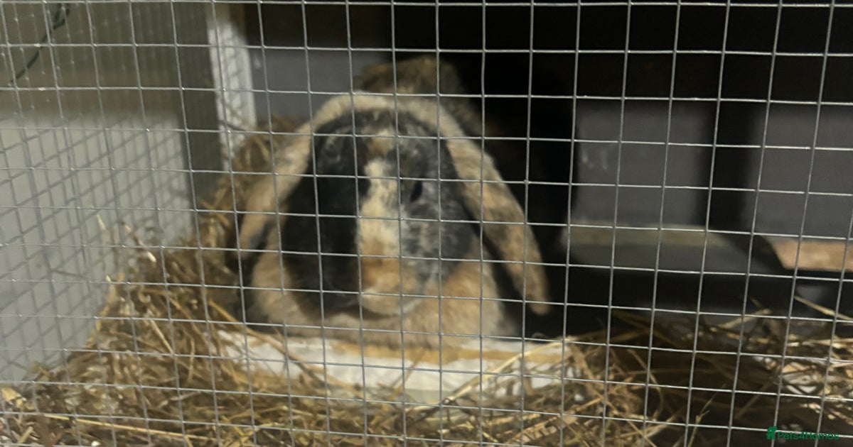 1x male rabbit for sale- FREE!! for sale in Ashford | Pets4Homes