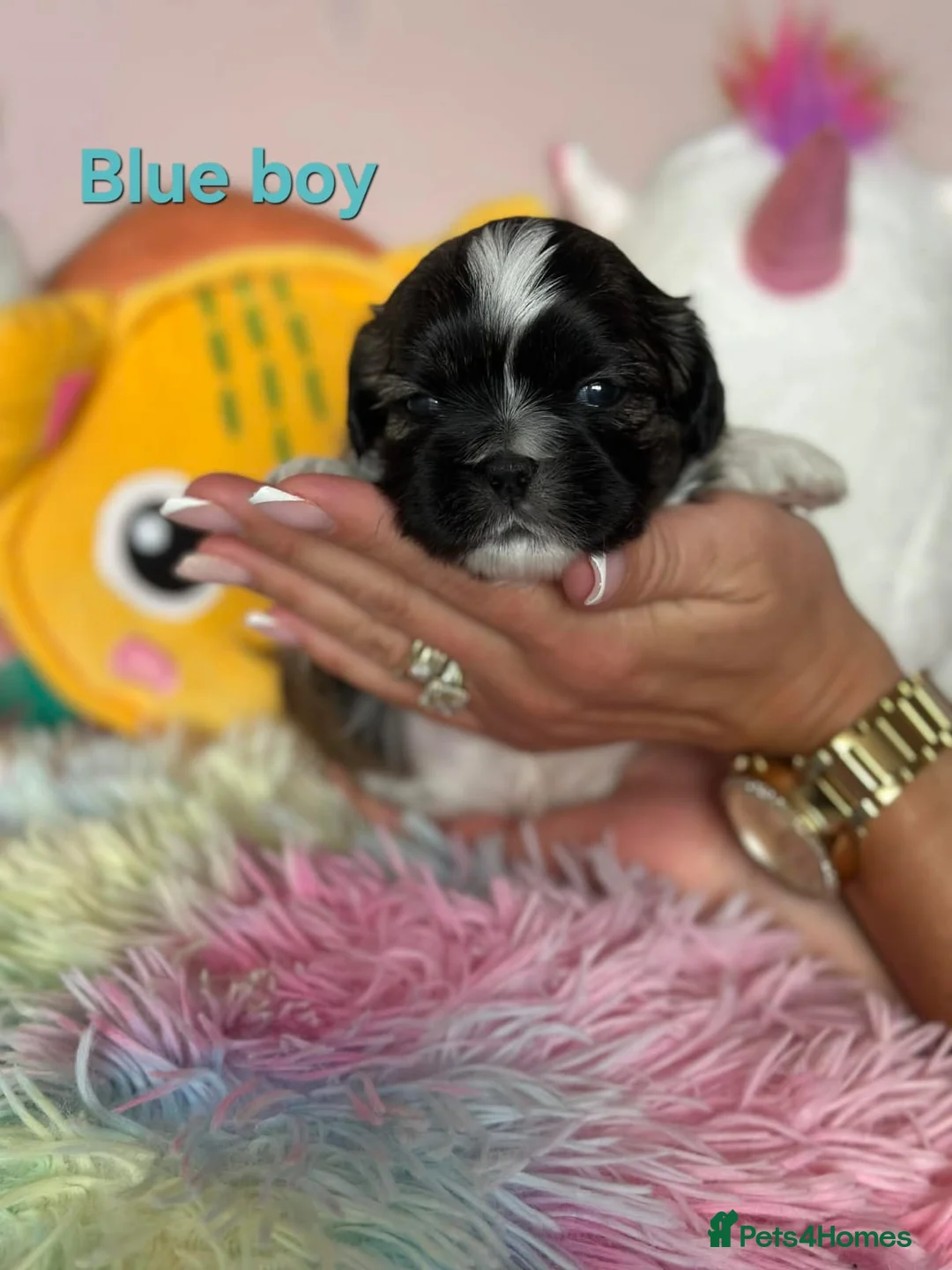 Shih Tzu dogs for sale: 🥰🐾 Adorable Shih Tzu Puppies 🐾🥰 - Advert 5