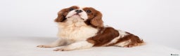 Cavalier King Charles Spaniel dogs for stud: KC REG CHAMPION SERBIAN IMPORT HEALTH TESTED CAVA in Hoddesdon - Advert 12