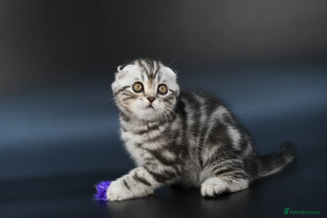 Scottish Fold cats for sale: LICENSED CATTERY, PURE BREED TOP QUALITY KITTENS - Advert 14