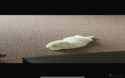 Mini Lop rabbits for sale: Mini lops bonded brother and sister - Image 6