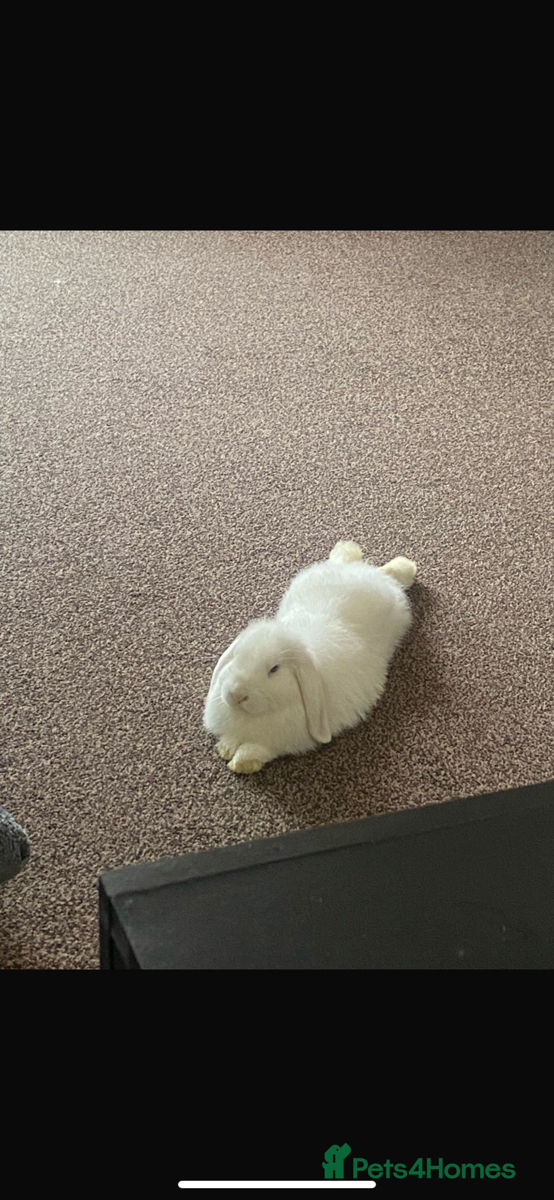 Mini Lop rabbits for sale: Mini lops bonded brother and sister - Image 6