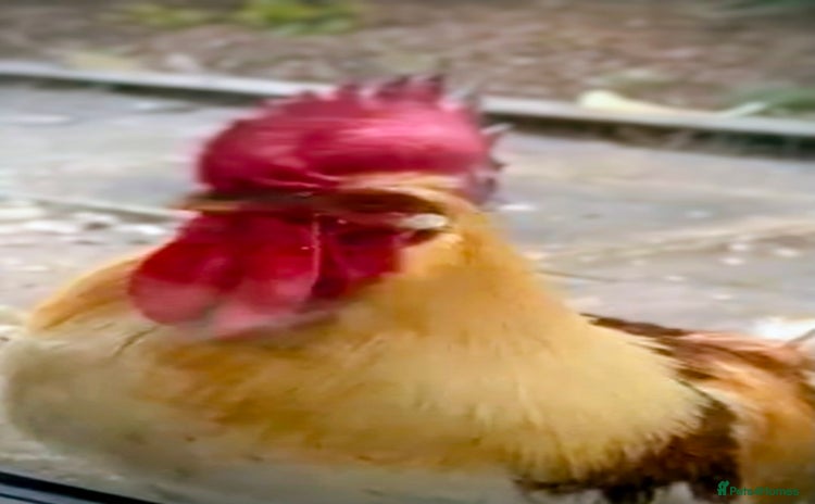 Chickens poultry - Advert 1