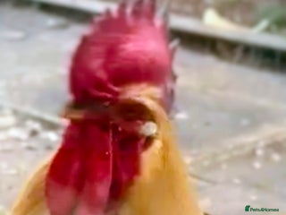 Chickens poultry - Advert 4