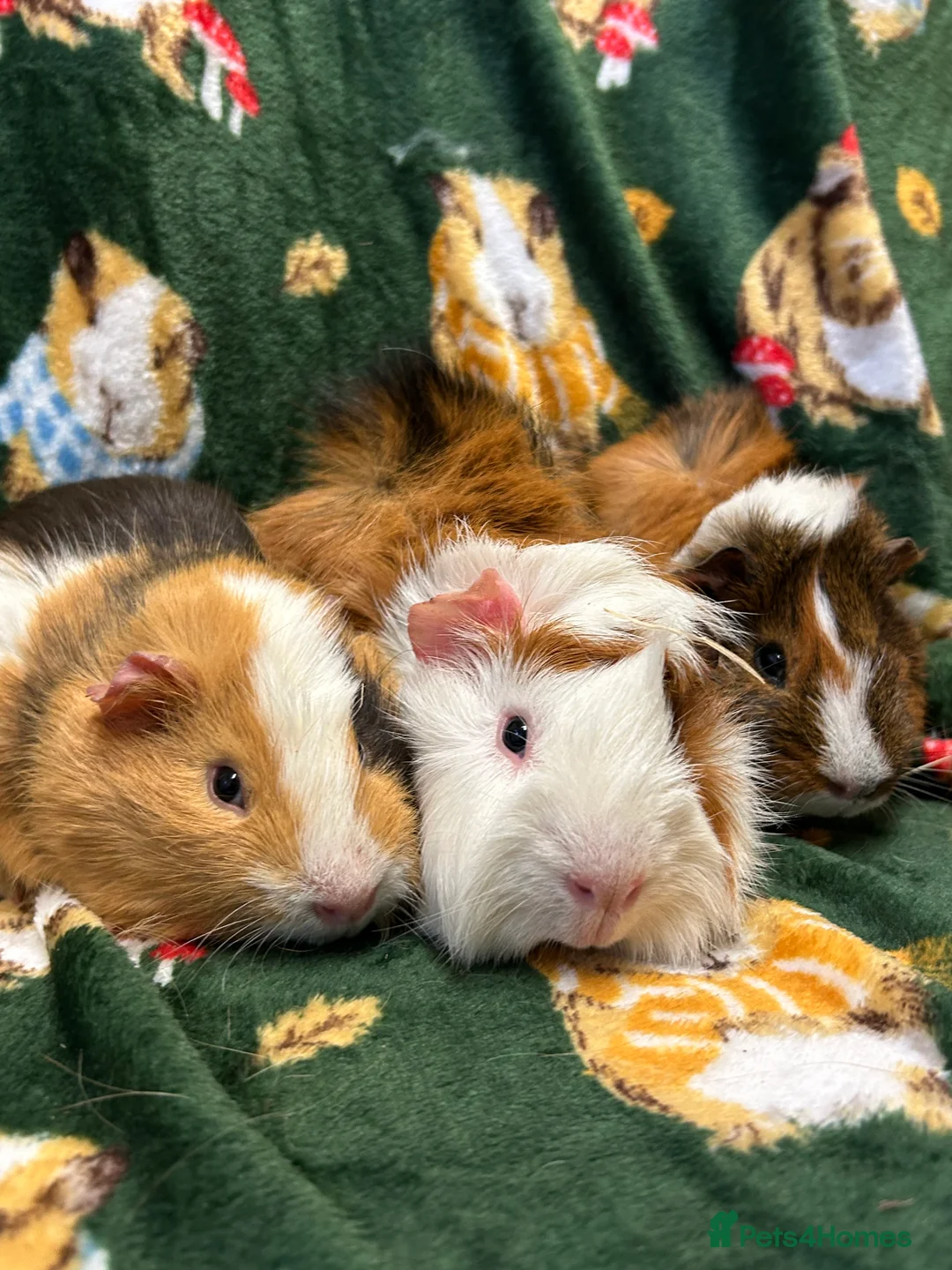 Guinea Pig rodents for sale: Baby Male Guineapigs Ready now  - Advert 2