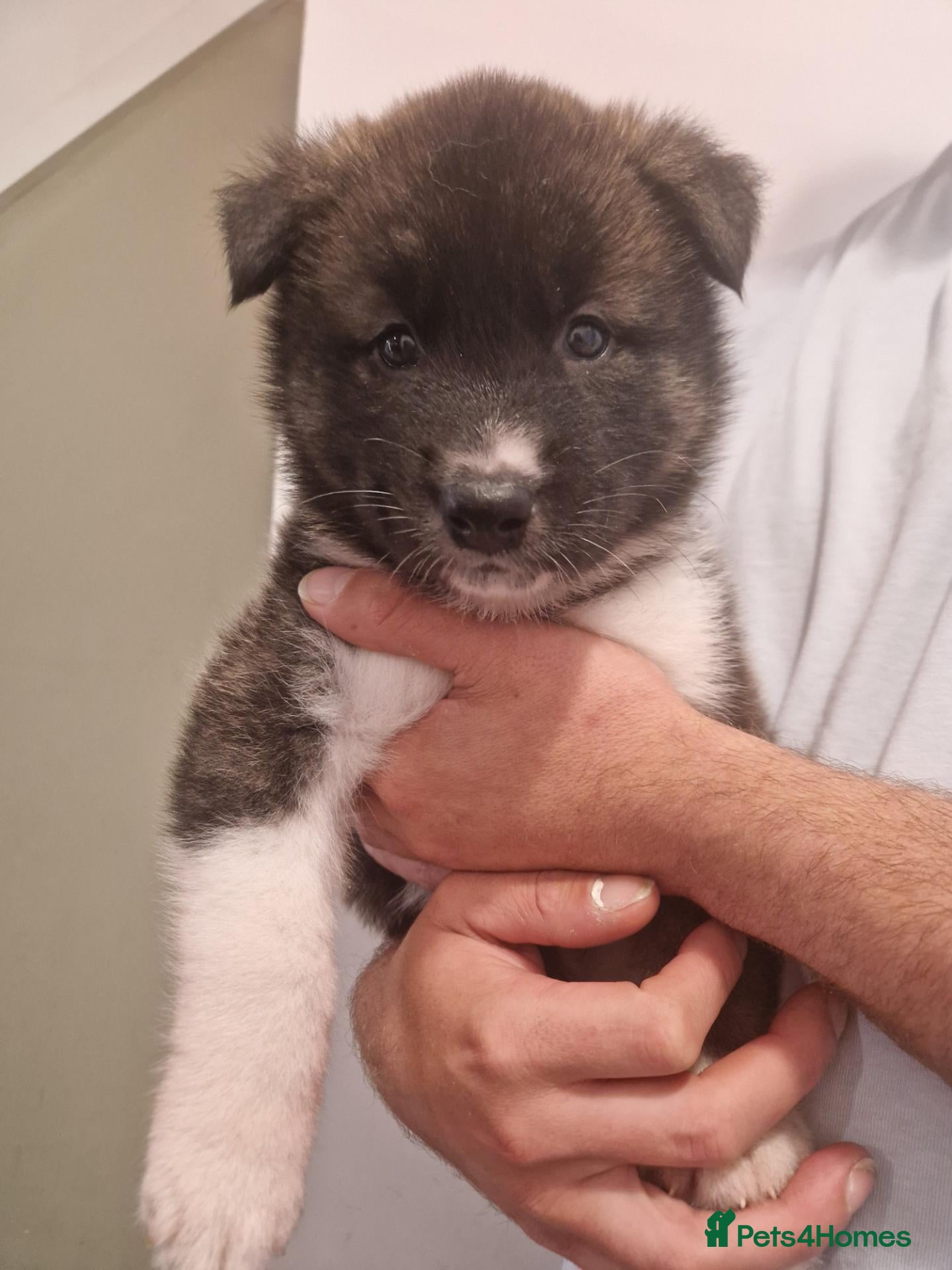 Mixed Breed dogs Alaskan malamute cross akita puppies - Advert 1