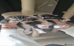 Mixed Breed cats for sale: Eu**an Short Haired Kittens - Image 4