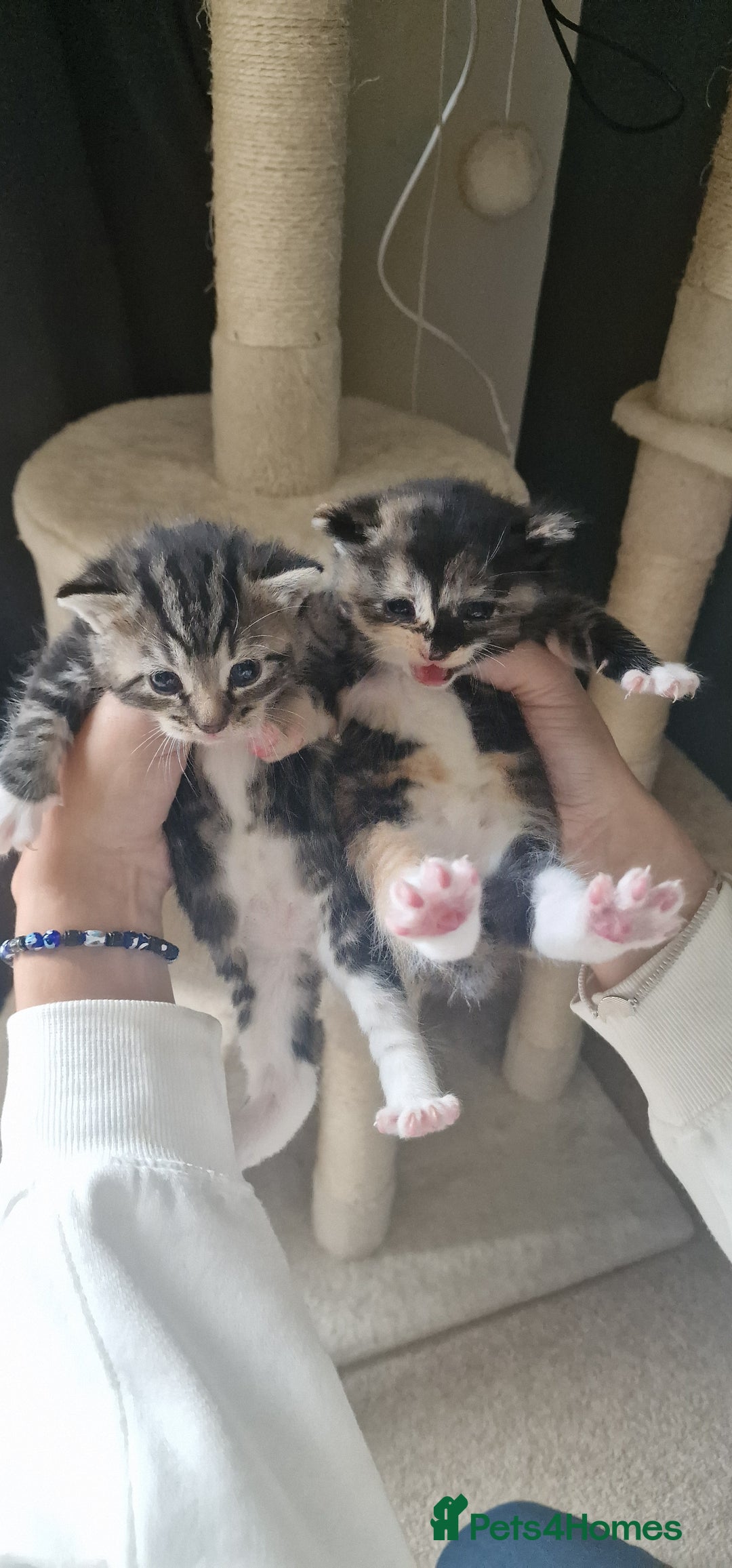 Mixed Breed cats for sale: Eu**an Short Haired Kittens - Image 4