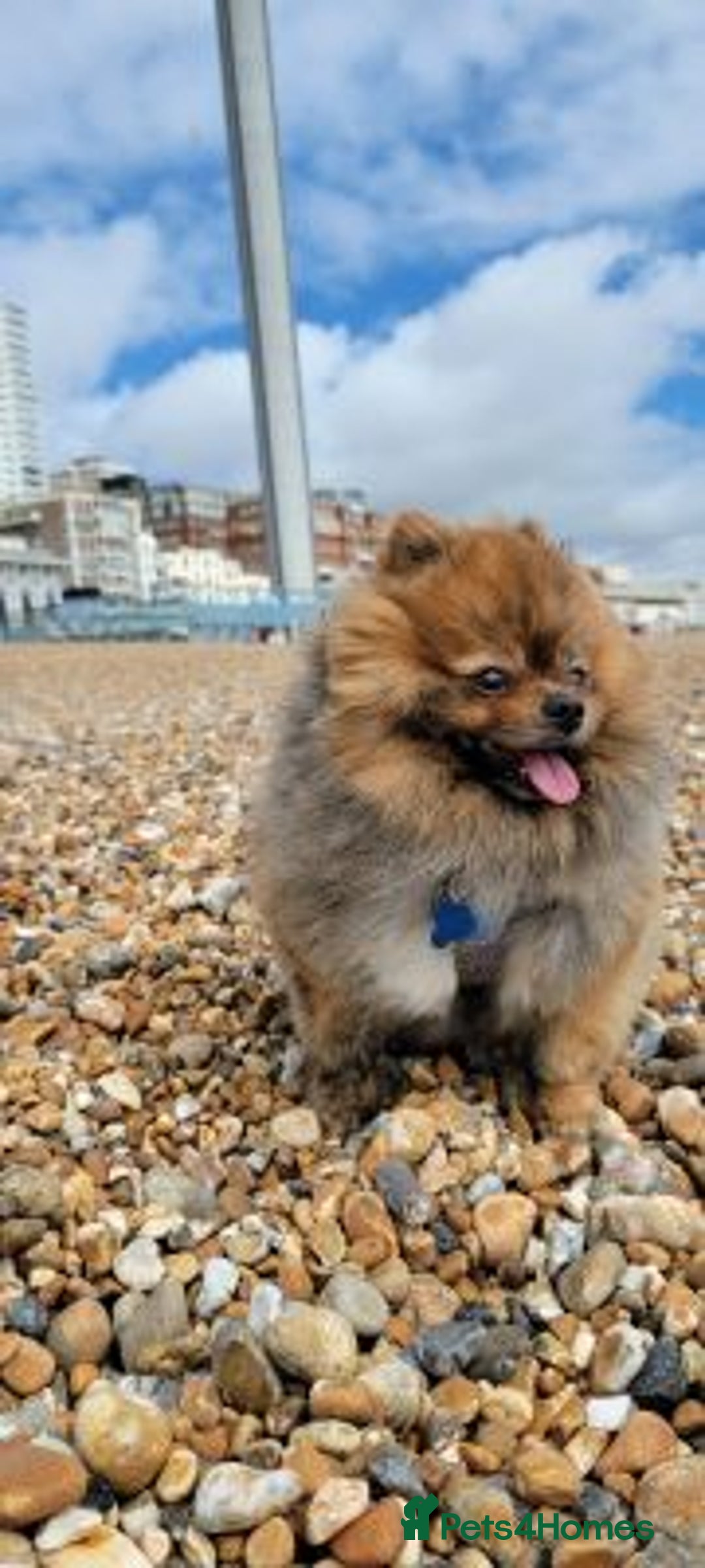 Pomeranian dogs for sale: Happy Pomeranian girl available - Advert 1