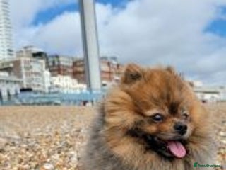 Pomeranian dogs Happy Pomeranian girl available - Advert 16