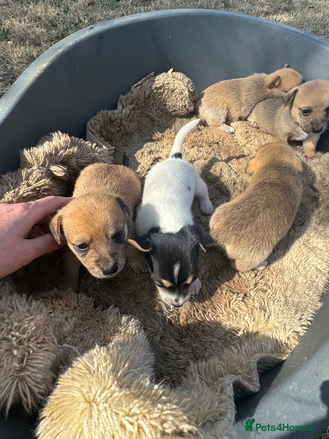 Jack Russell dogs for sale: Jack Russell puppies!  - Image 7