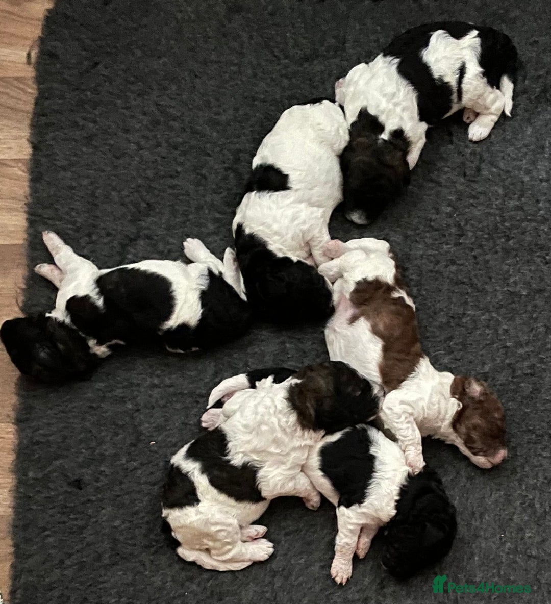 Saint Bernard dogs for sale: St Berdoodle (Saint Bernard standard Poodle) - Image 5