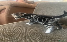 Persian cats for sale: Part pursian kittens for sale  - Image 7
