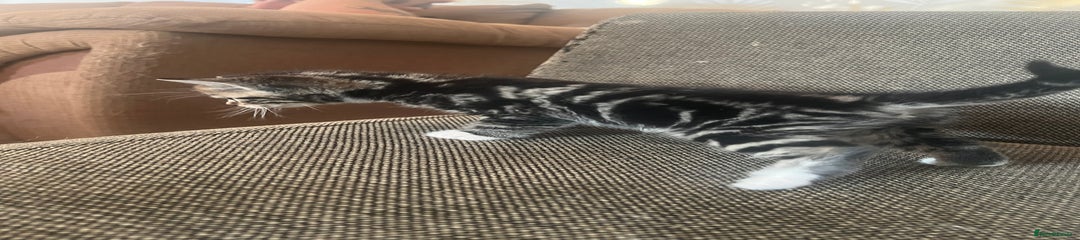 Persian Kitten 5