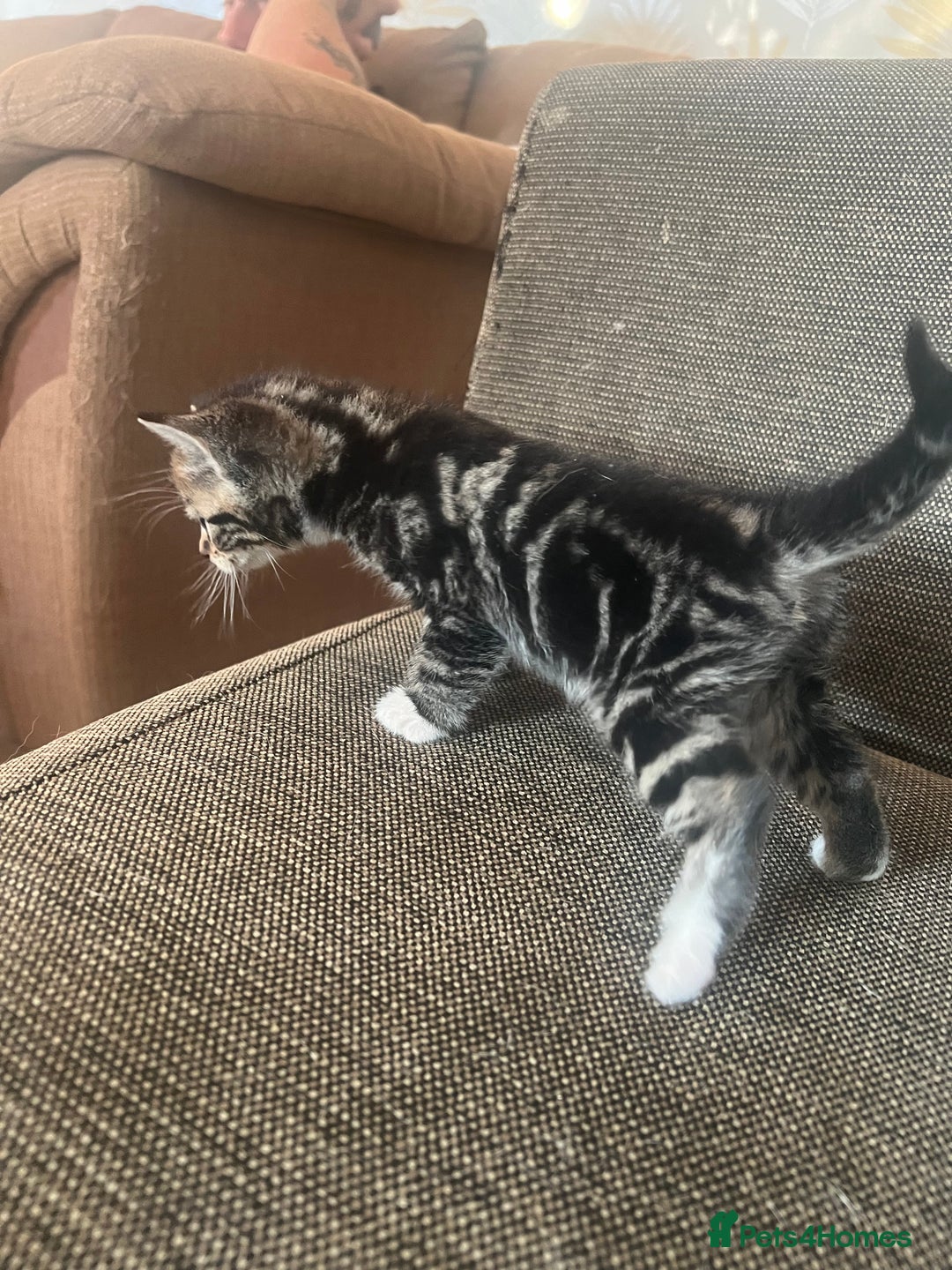Persian cats for sale: Part pursian kittens for sale  - Image 7