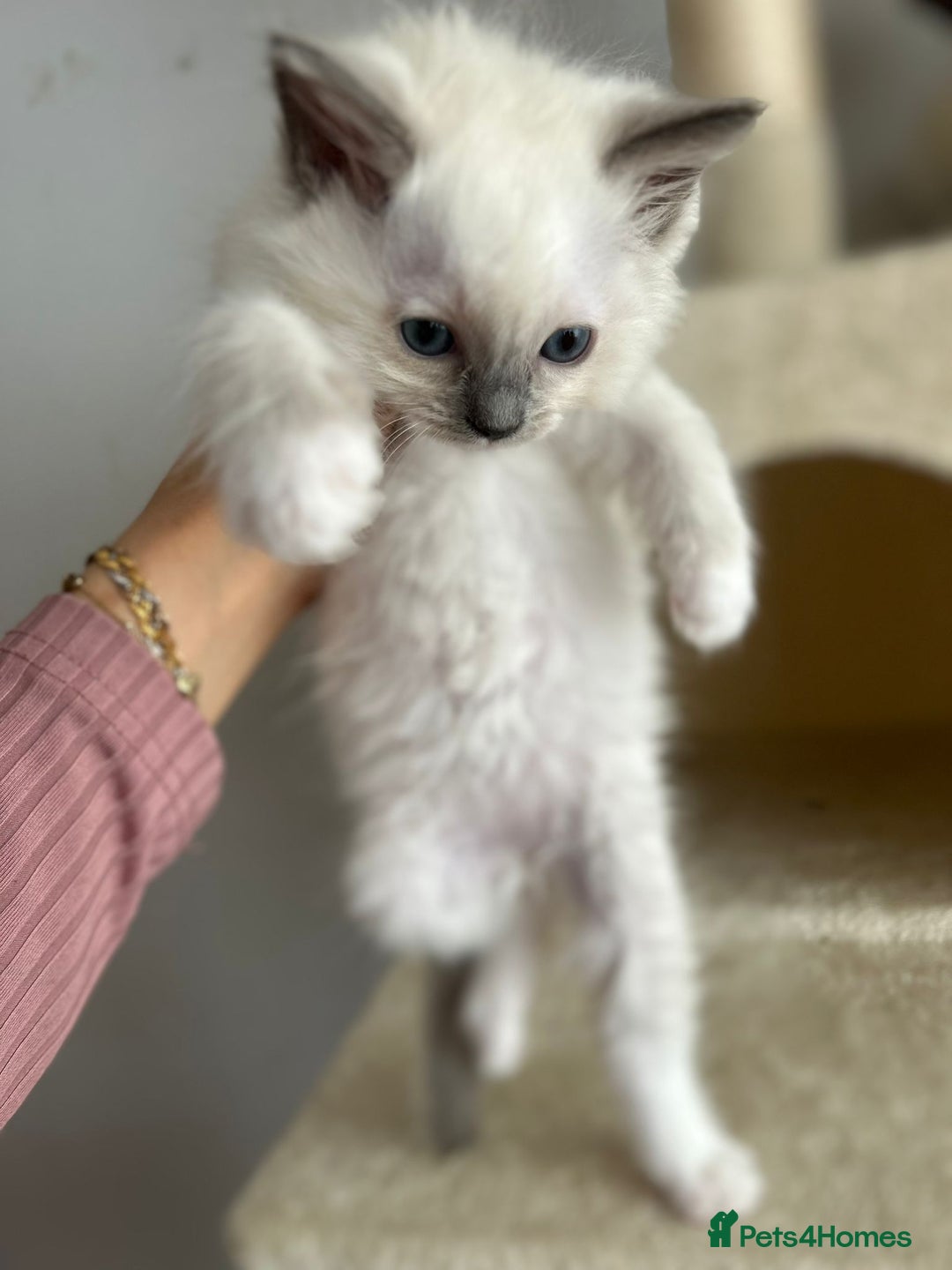 Ragdoll cats for sale: 5 Pure Ragdoll kittens - All Females -Pickup Ready - Image 29