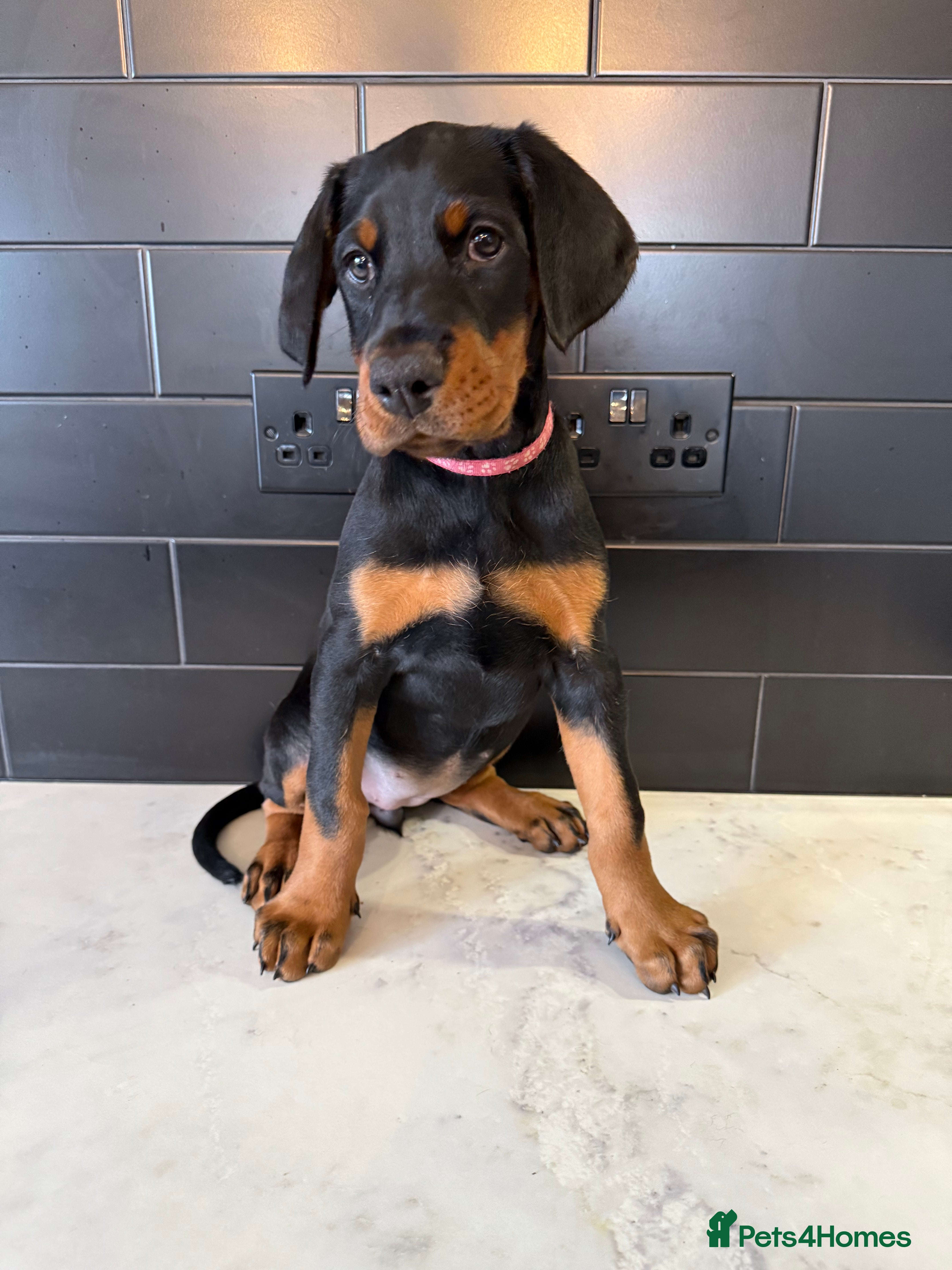 Dobermann dogs FULL EUROPEAN DOBERMAN - Advert 3