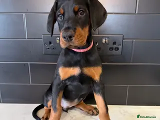 Dobermann dogs FULL EUROPEAN DOBERMAN - Advert 3