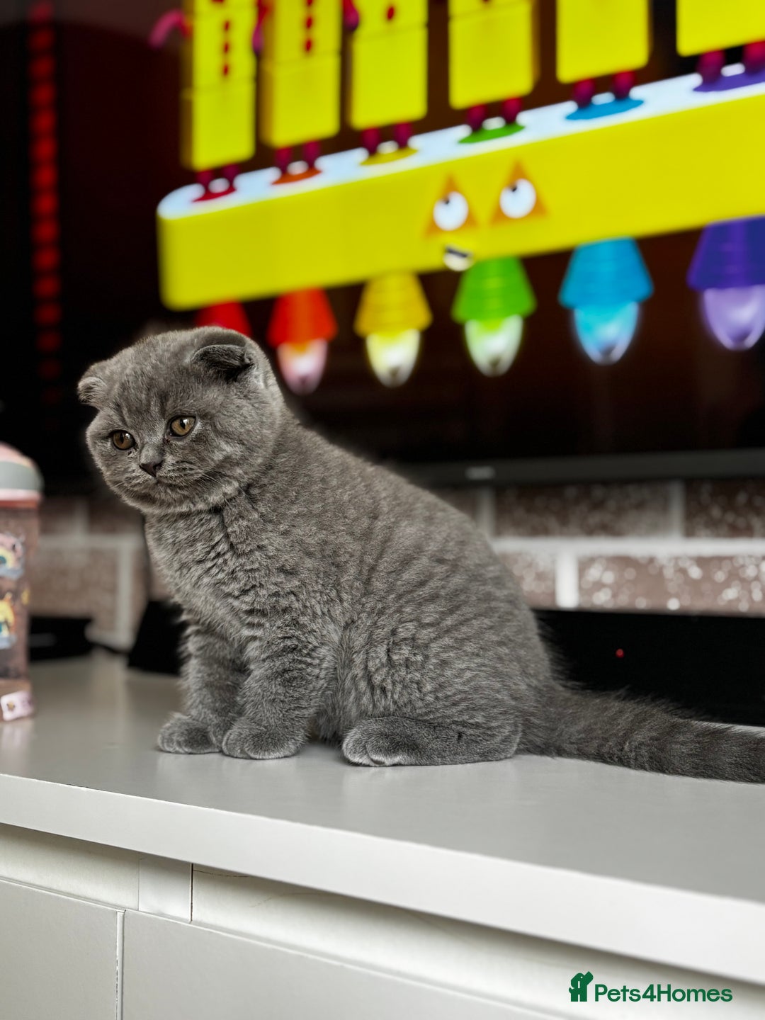 Scottish Fold cats for sale: Scottish Fold Kittens  - Advert 2
