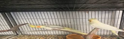Mixed Breed birds for sale: Hand reard baby's  in Darlington - Advert 4