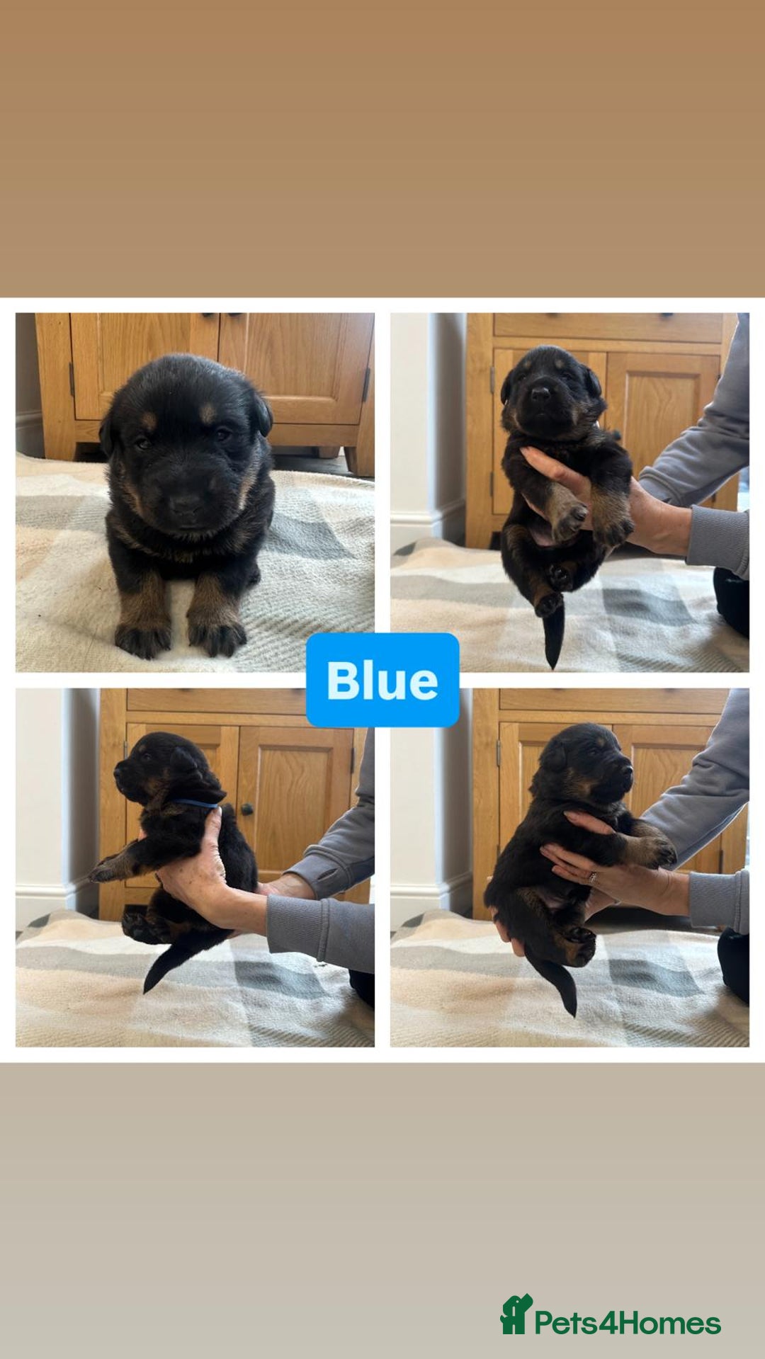 Mixed Breed dogs for sale: 4 Beautiful Hybrid German Shepherd/Rotti puppies - Advert 7