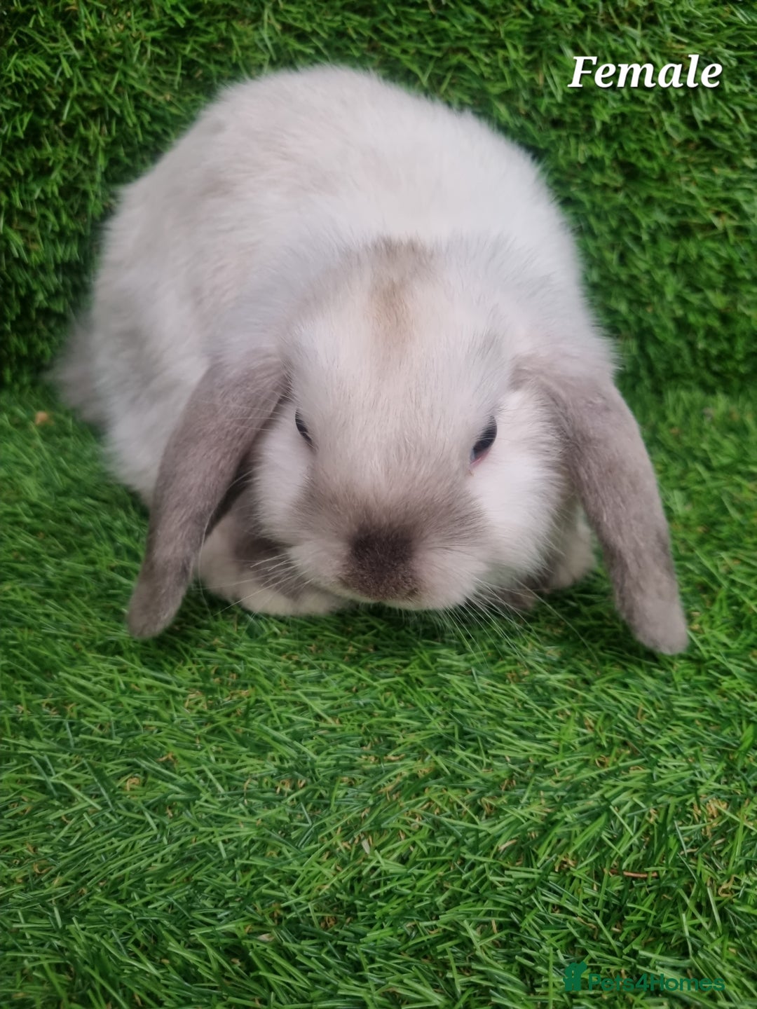 Mini Lop rabbits for sale: Purebred mini lops  - Image 3