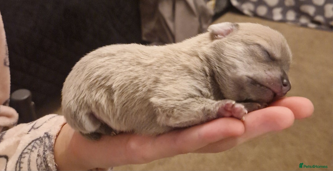 Chihuahua dogs for sale: Ready 18.12.2025. Chihuahua Female Puppy For Sale  - Advert 6