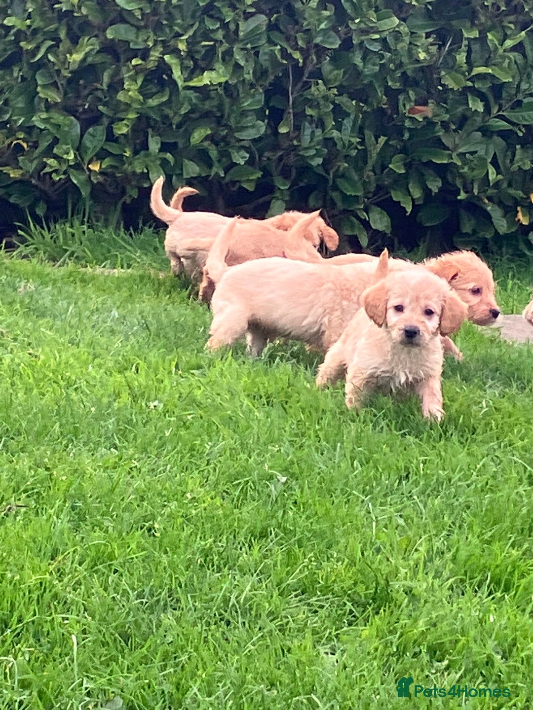 Labradoodle dogs for sale: Labradoodle  - Image 7